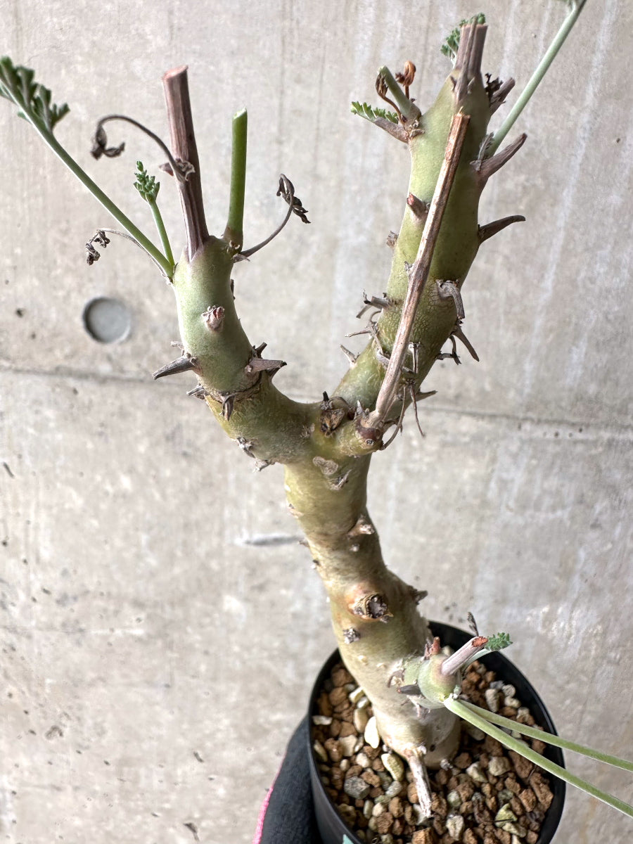 【現品限り】ペラルゴニウム・クリズミフォリウム 挿し木 発根済み【J3】 Pelargonium crithmifolium