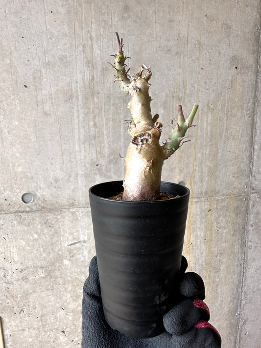 【現品限り】ペラルゴニウム・クリズミフォリウム 挿し木 発根済み【J4】 Pelargonium crithmifolium
