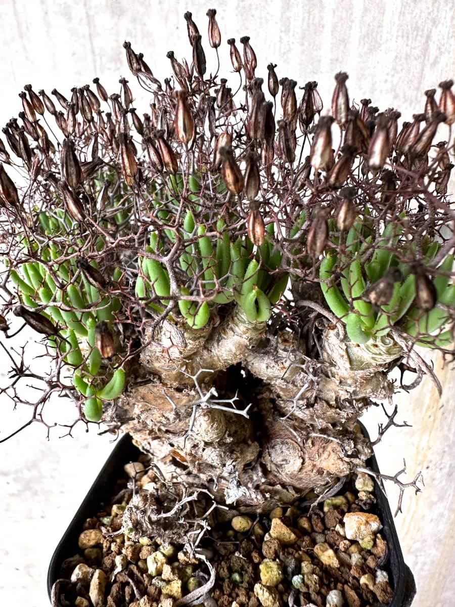【現品限り】チレコドン・レティキュラータス 現地株 発根済み 万物想【K45】 Tylecodon reticulatus