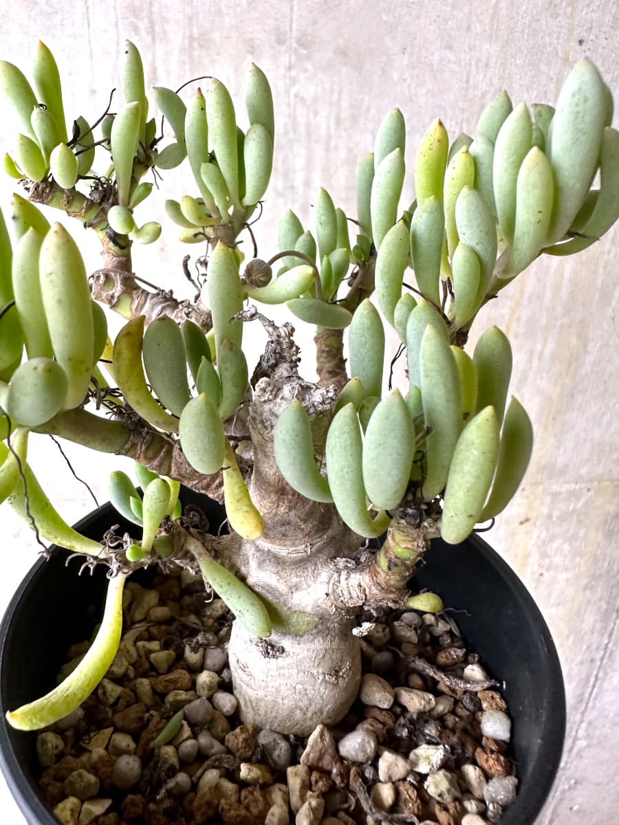 【現品限り】オトンナ・クラビフォリア【K48】 Othonna clavifolia