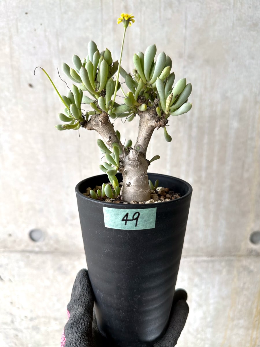 現品限り】オトンナ・クラビフォリア【K49】 Othonna clavifolia 塊根