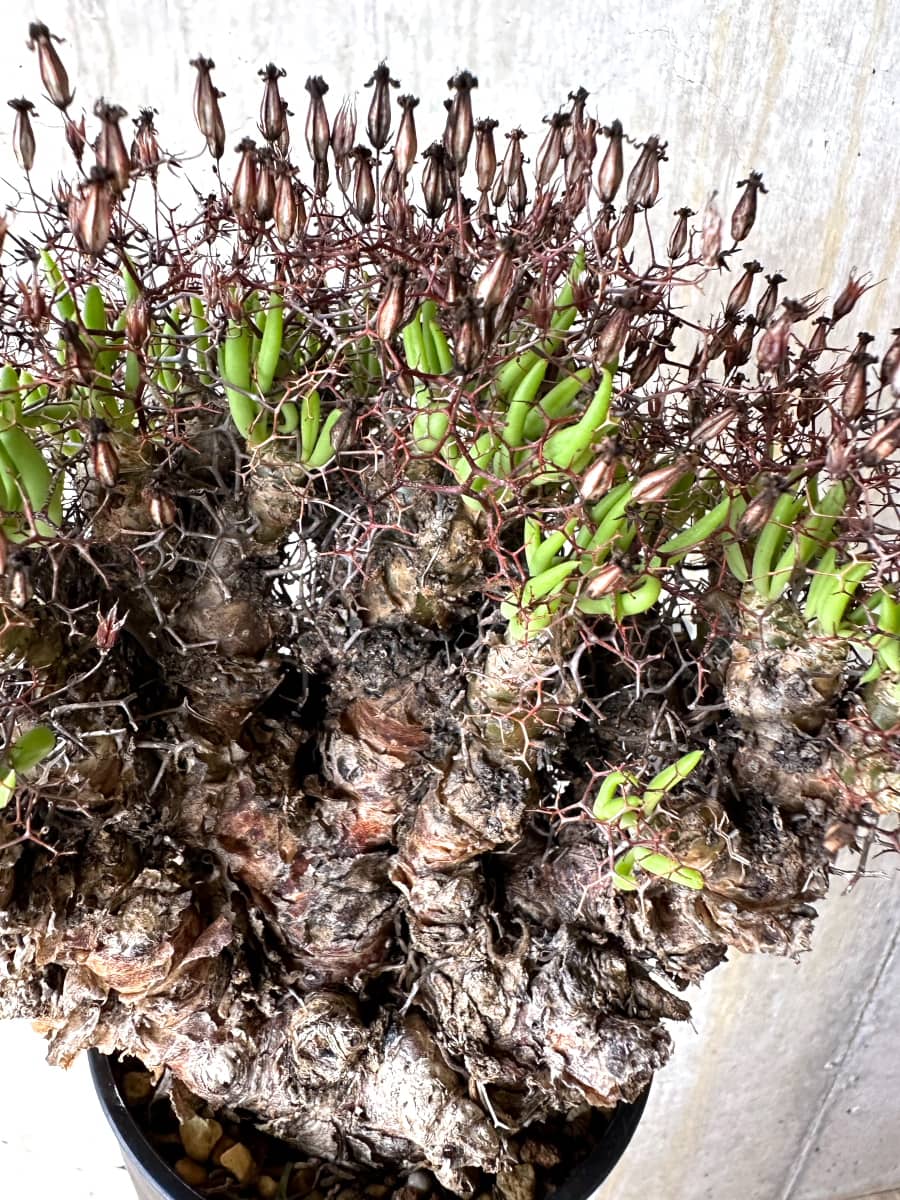【現品限り】チレコドン・レティキュラータス 現地株 発根済み 万物想【K54】 Tylecodon reticulatus