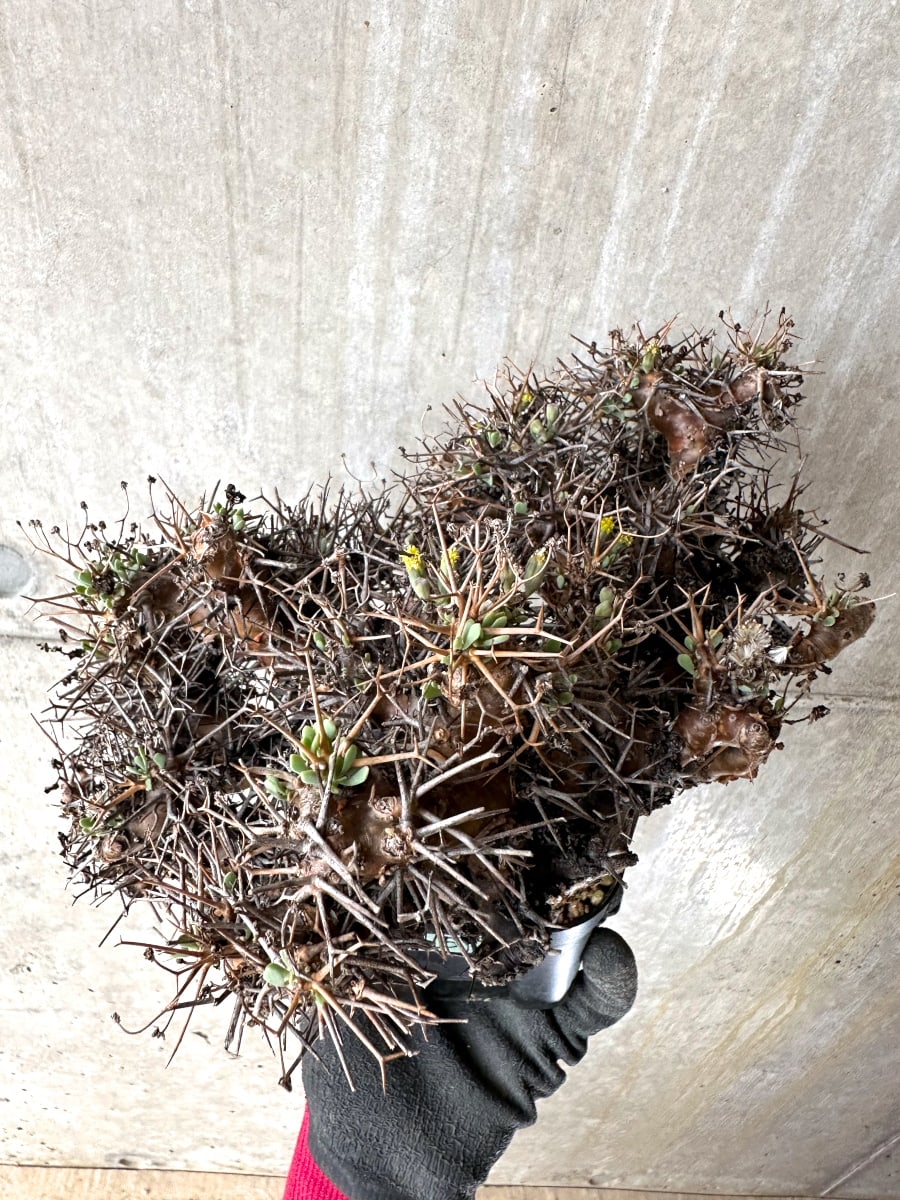 【現品限り】オトンナ・ユーフォルビオイデス 発根済み【K55】 Othonna euphorbioides