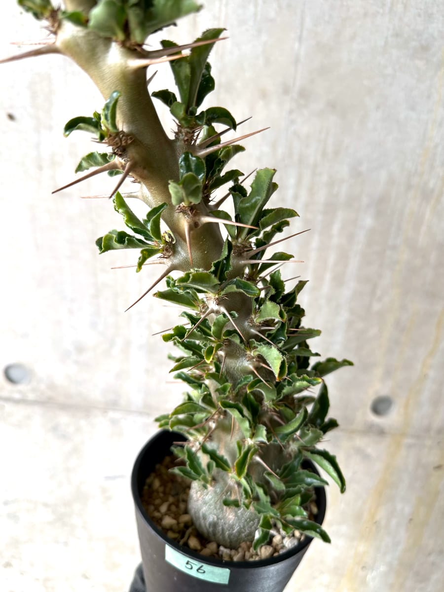 【現品限り】パキポディウム・サンデルシー 白馬城 発根済み【K56】 Pachypodium saundersii