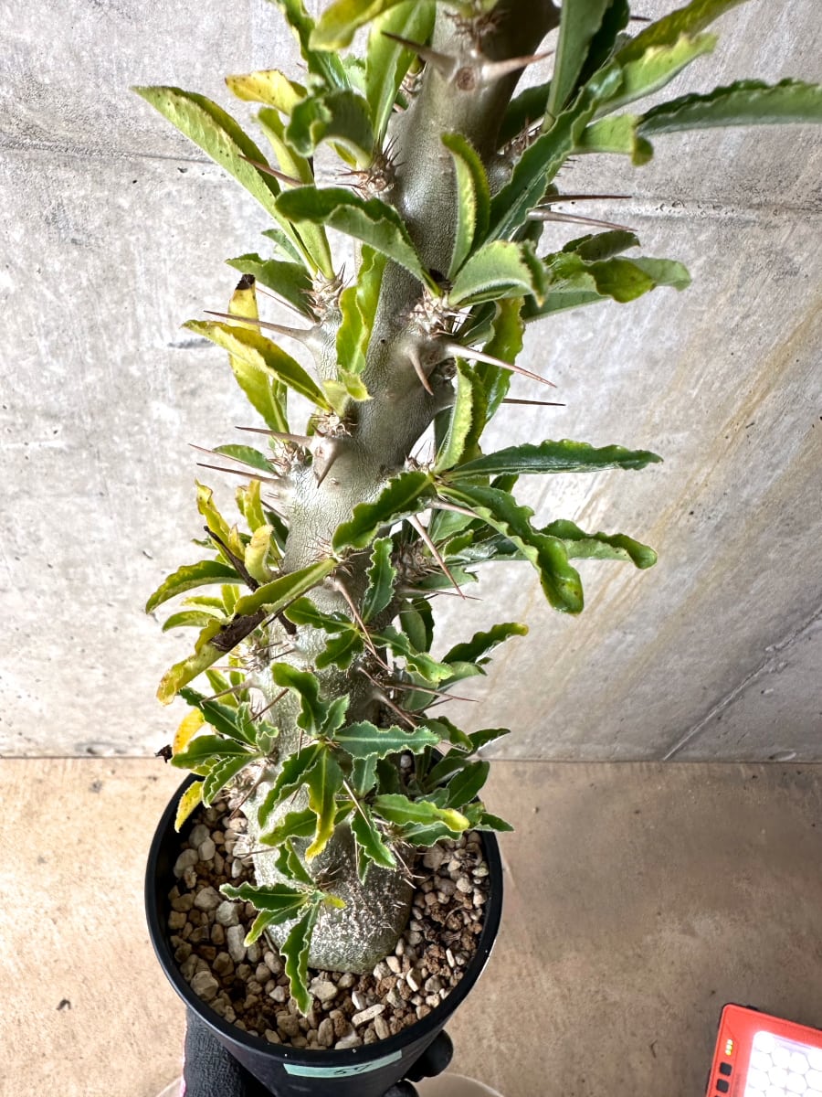 【現品限り】パキポディウム・サンデルシー 白馬城 発根済み【K57】 Pachypodium saundersii