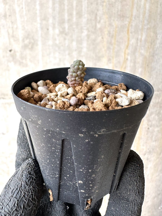 【現品限り】ブルビネ・ブルインシー 成長途中【L10】 Bulbine bruynsii