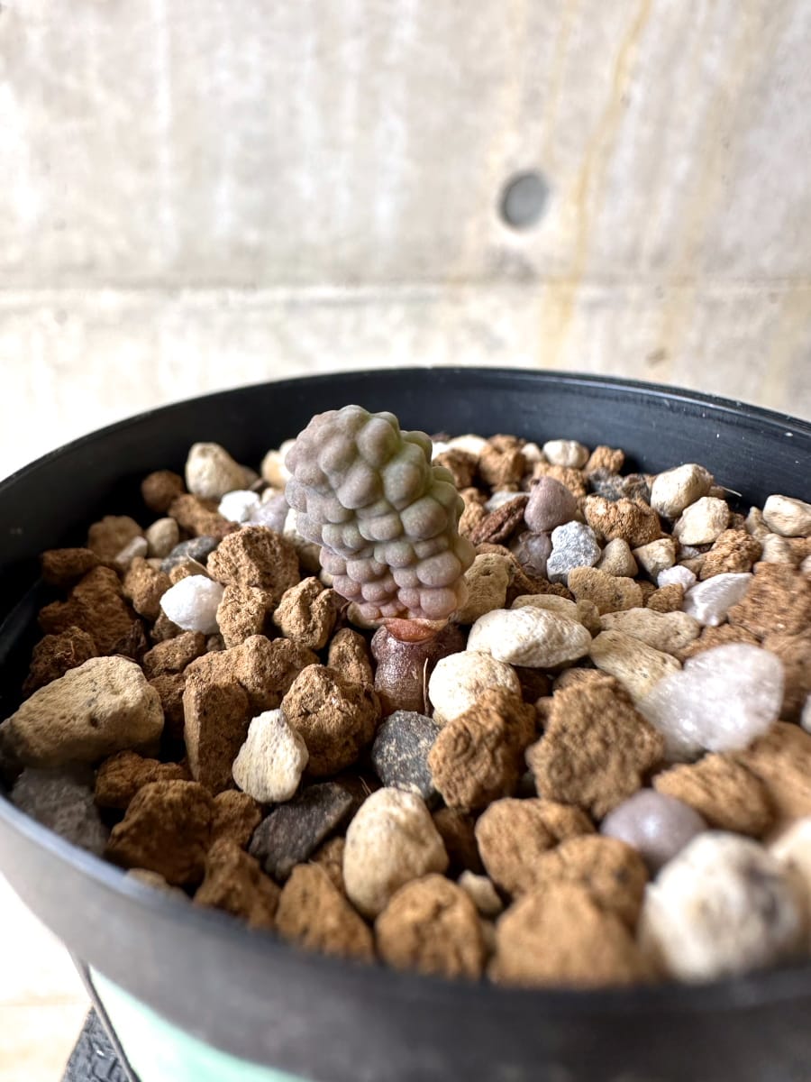 【現品限り】ブルビネ・ブルインシー 成長途中【L10】 Bulbine bruynsii