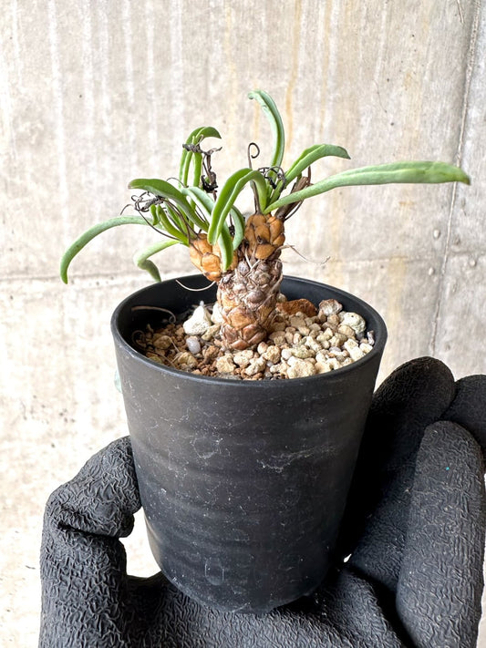 【現品限り】オトンナ・レピドカウリス【L12】 Othonna lepidocaulis