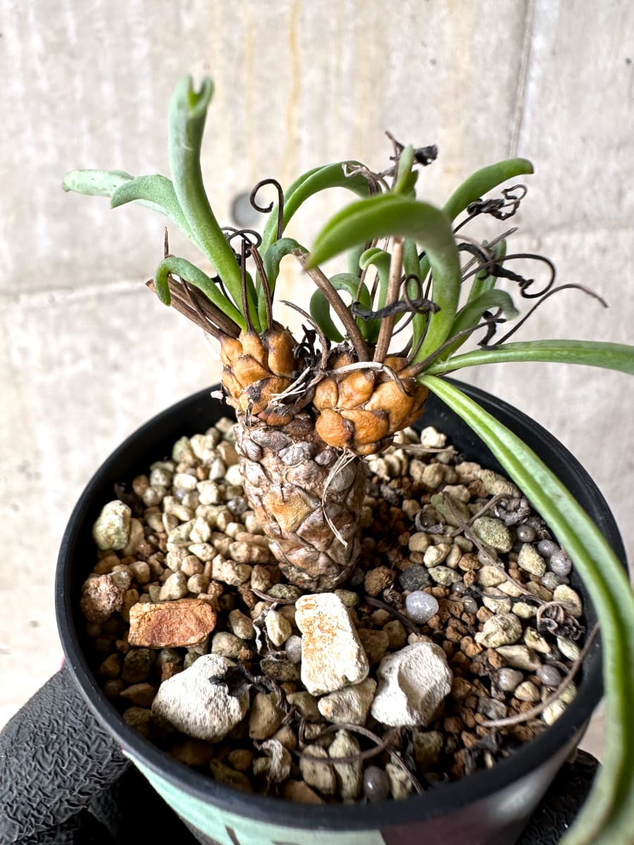 【現品限り】オトンナ・レピドカウリス【L12】 Othonna lepidocaulis