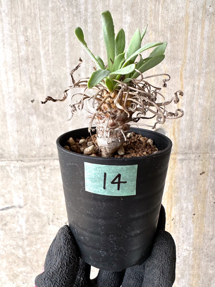 オトンナ レピドカウリス 発根済 現品限り】オトンナ・レピドカウリス【L14】 Othonna lepidocaulis