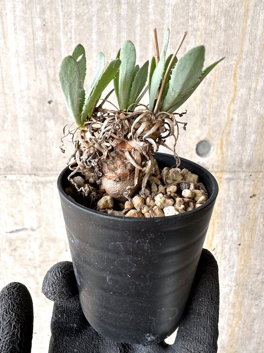 【現品限り】オトンナ・レピドカウリス【L15】 Othonna lepidocaulis