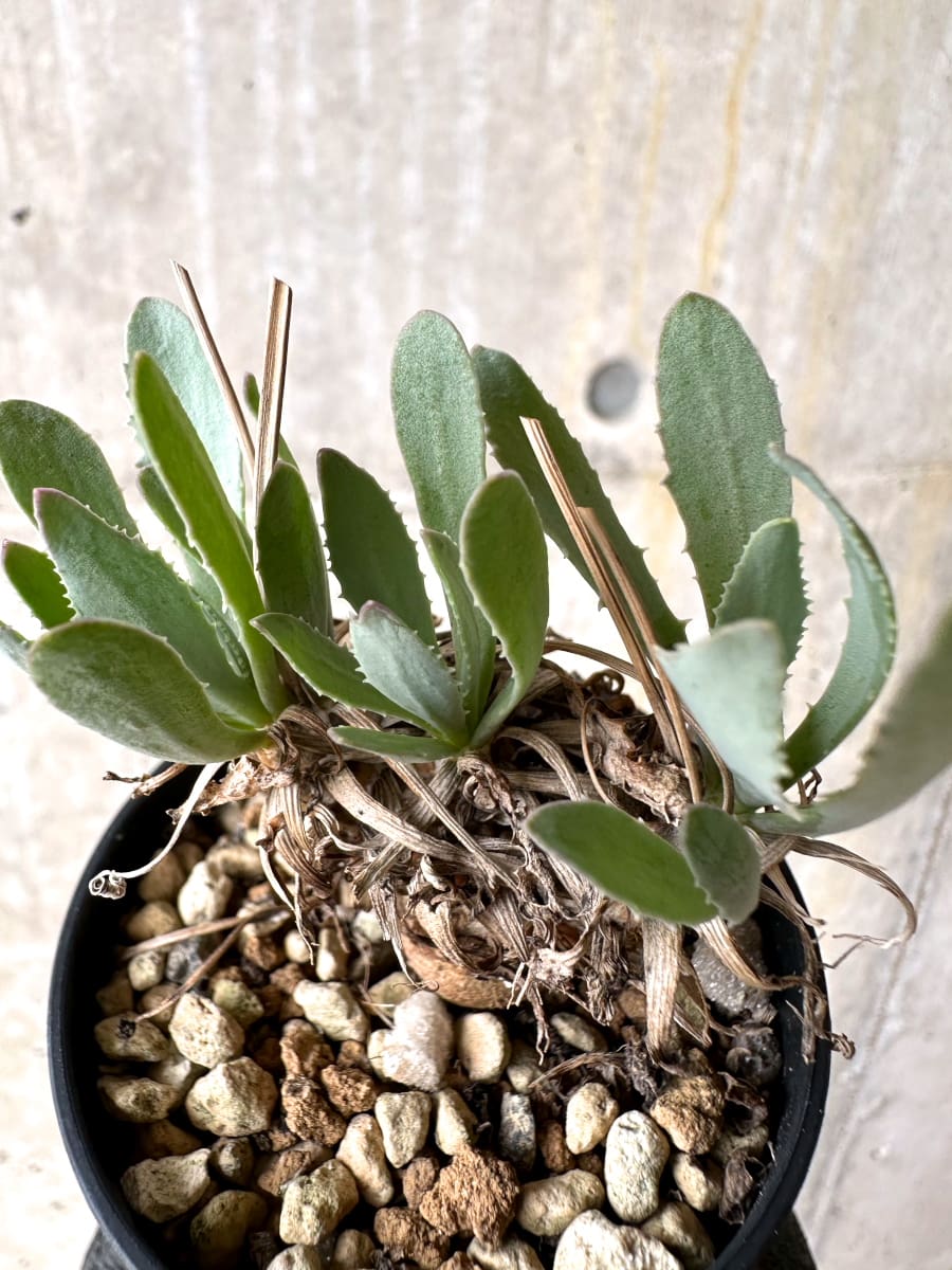 【現品限り】オトンナ・レピドカウリス【L15】 Othonna lepidocaulis