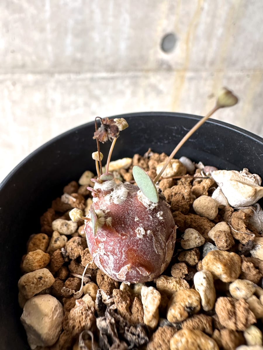 【現品限り】オトンナ・カカリオイデス ピグマエア【L16】 Othnna cacalioides pygmaea