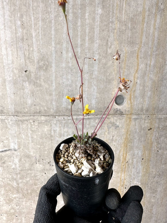 【現品限り】オトンナ ステインコフ【L22】 Othonna sp Steinkopf