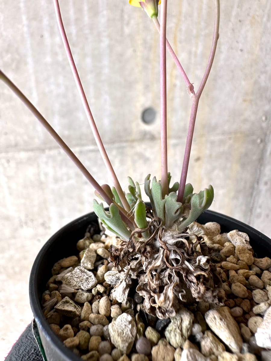 【現品限り】オトンナ ステインコフ【L22】 Othonna sp Steinkopf