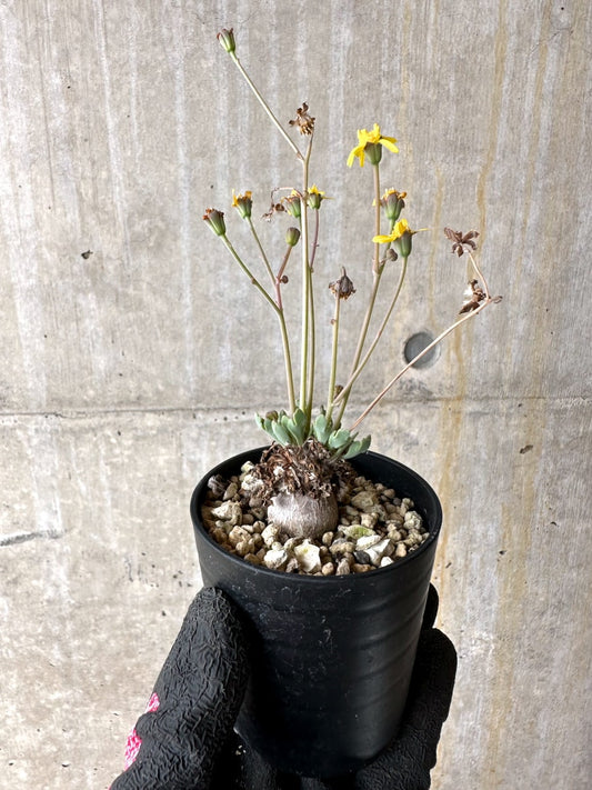 【現品限り】オトンナ ステインコフ【L23】 Othonna sp Steinkopf