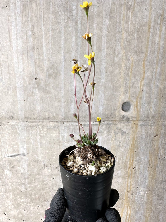 【現品限り】オトンナ ステインコフ【L24】 Othonna sp Steinkopf