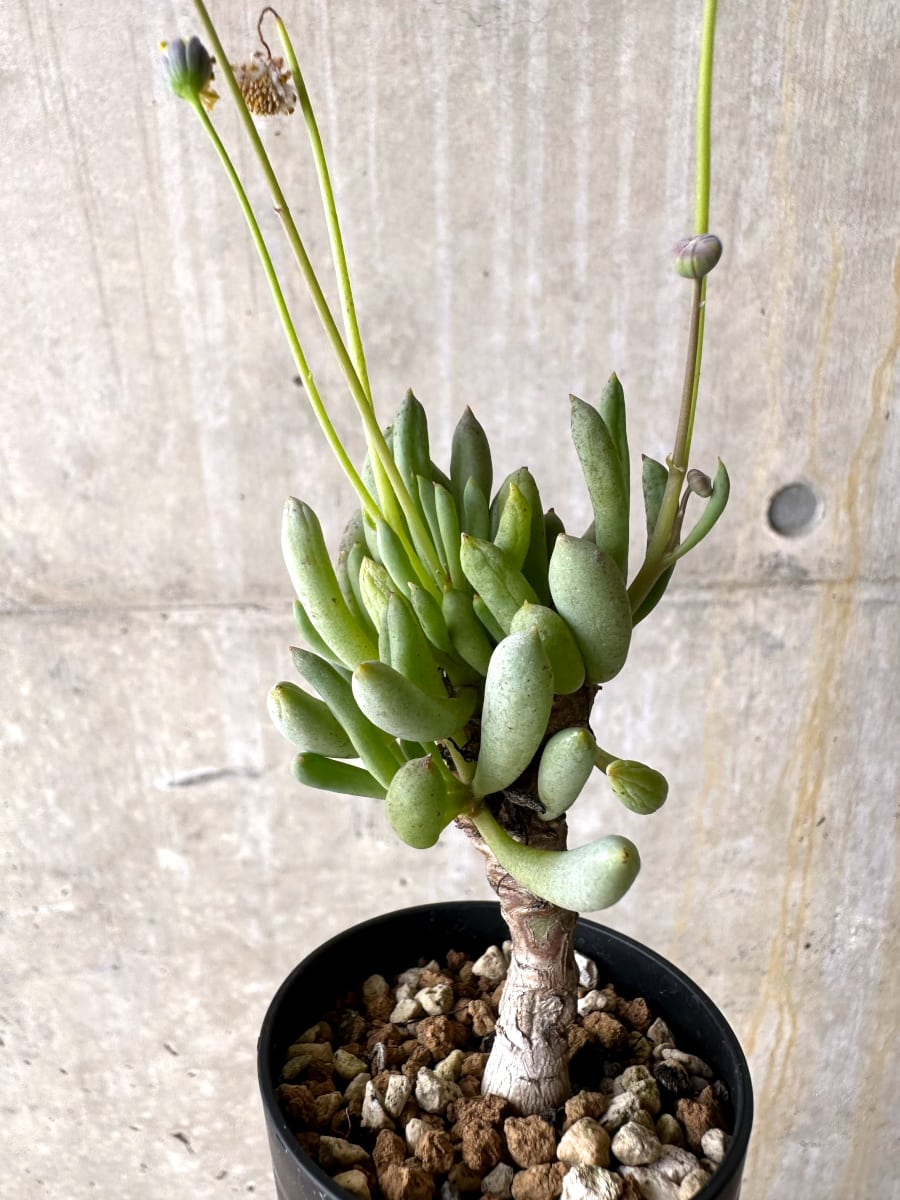 【現品限り】オトンナ・クラビフォリア【L26】 Othonna clavifolia