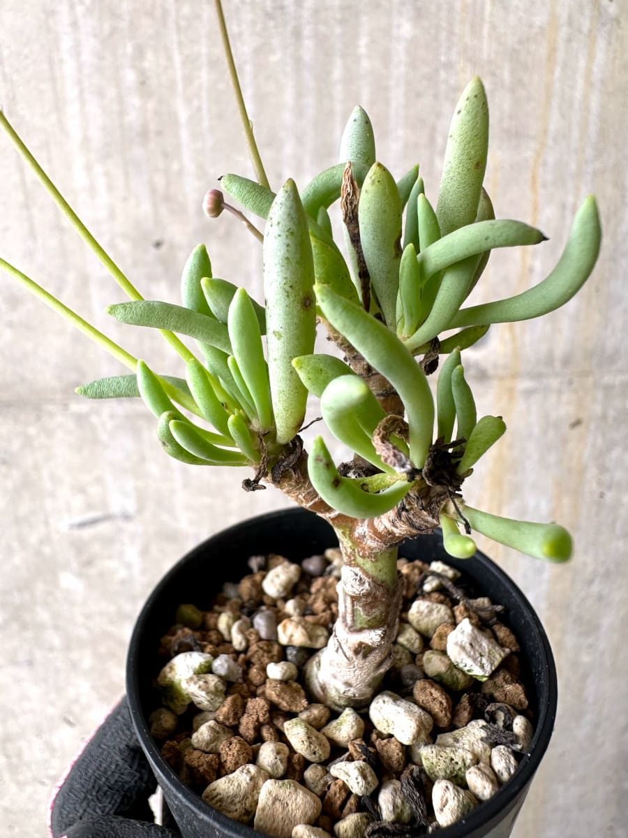 【現品限り】オトンナ・クラビフォリア【L28】 Othonna clavifolia