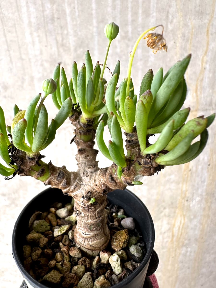 【現品限り】オトンナ・クラビフォリア【L30】 Othonna clavifolia