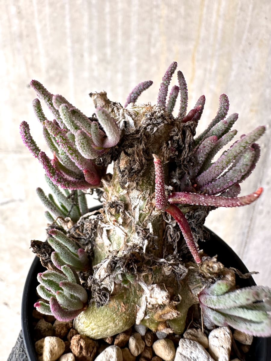 【現品限り】フィロボルス・レスルゲンス【L32】 Phyllobolus resurgens