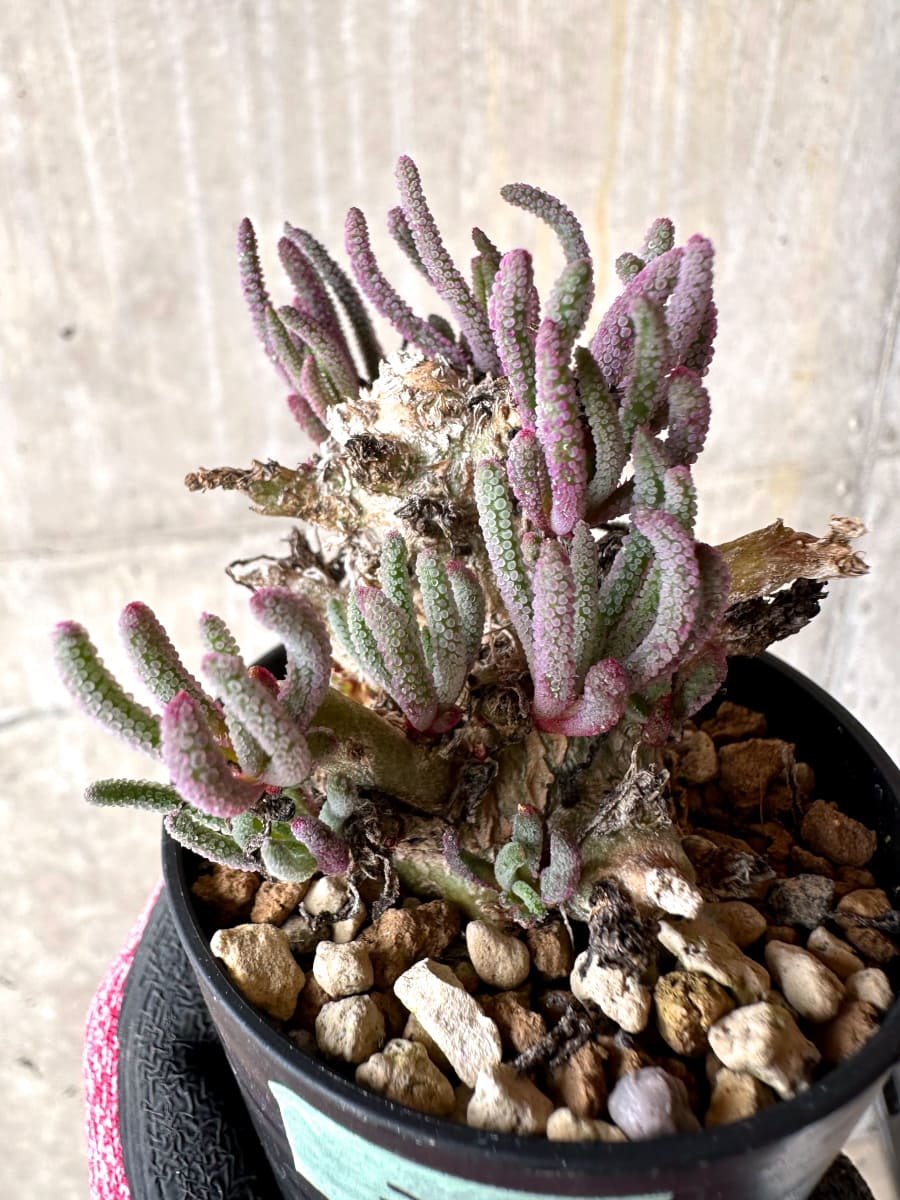 【現品限り】フィロボルス・レスルゲンス【L33】 Phyllobolus resurgens