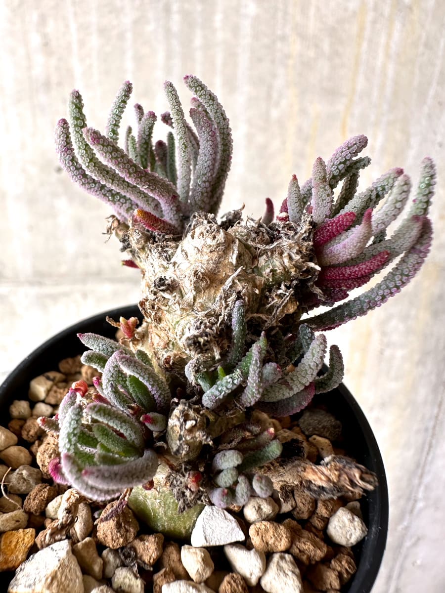 【現品限り】フィロボルス・レスルゲンス【L34】 Phyllobolus resurgens