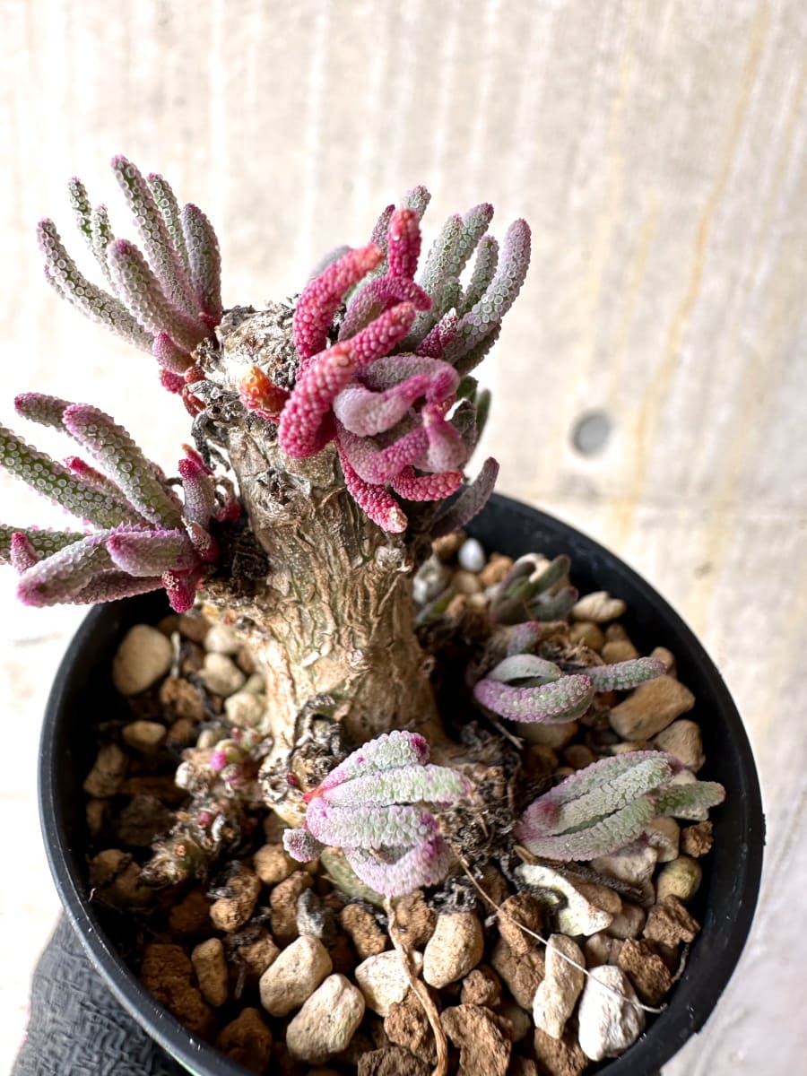【現品限り】フィロボルス・レスルゲンス【L35】 Phyllobolus resurgens