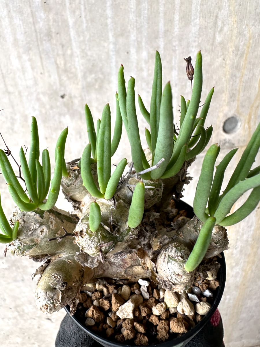 【現品限り】チレコドン・レティキュラータス 現地株 発根済み 万物想【L41】 Tylecodon reticulatus