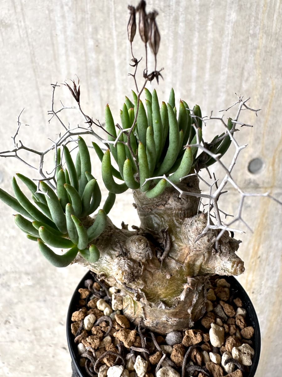 【現品限り】チレコドン・レティキュラータス 現地株 発根済み 万物想【L42】 Tylecodon reticulatus