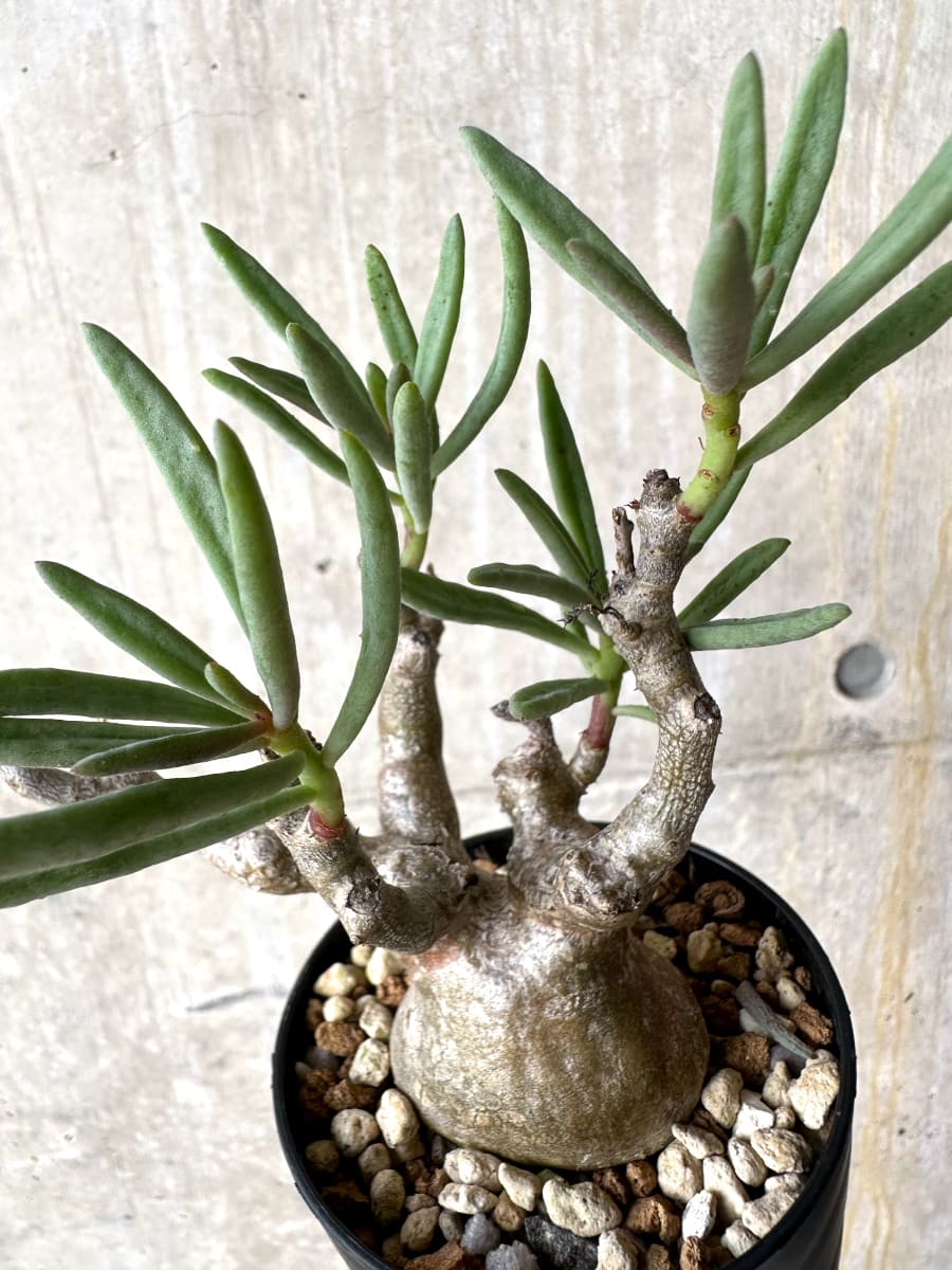 【現品限り】チレコドン・フラギリス【L45】 Tylecodon fragilis