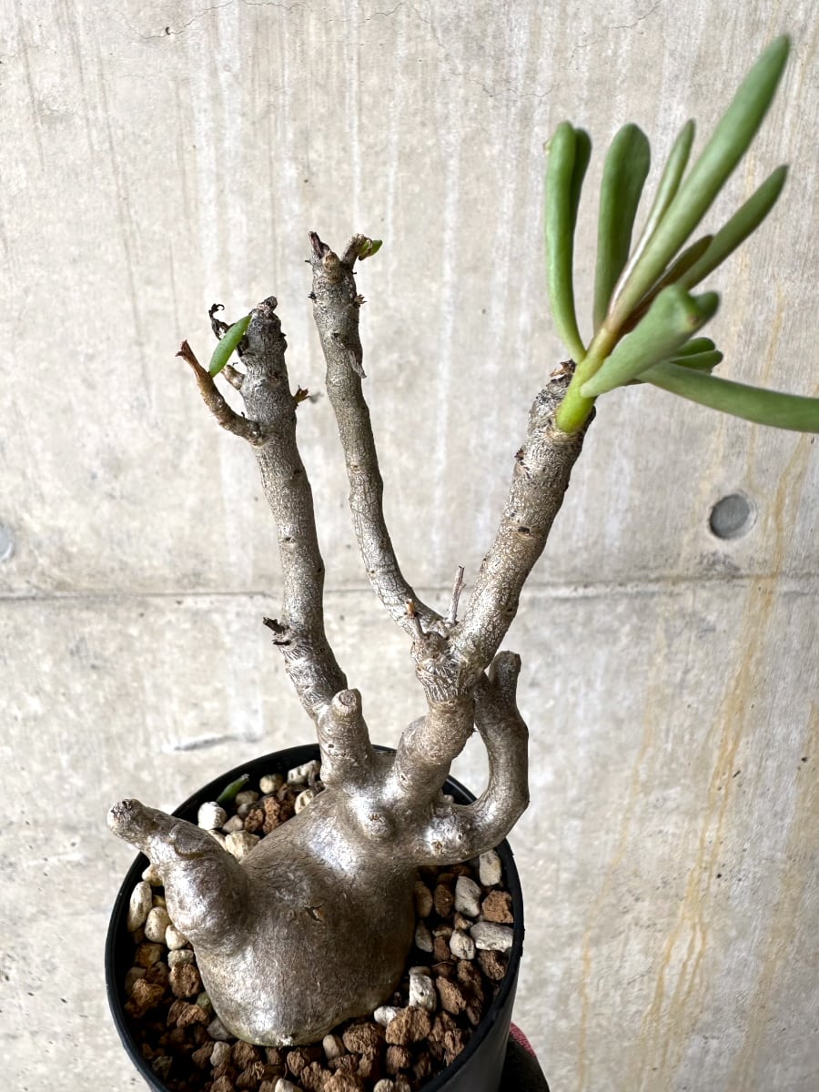 【現品限り】チレコドン・フラギリス【L46】 Tylecodon fragilis