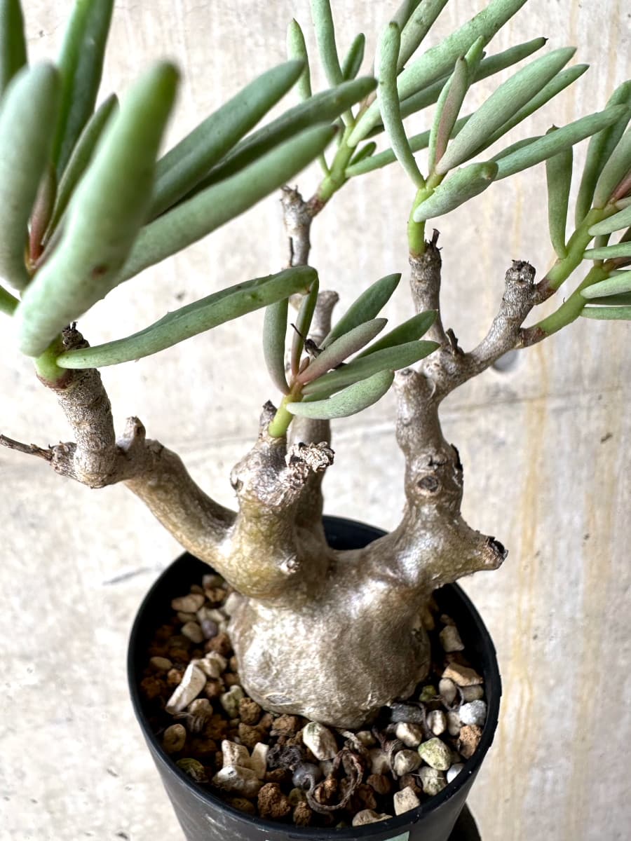 【現品限り】チレコドン・フラギリス【L48】 Tylecodon fragilis
