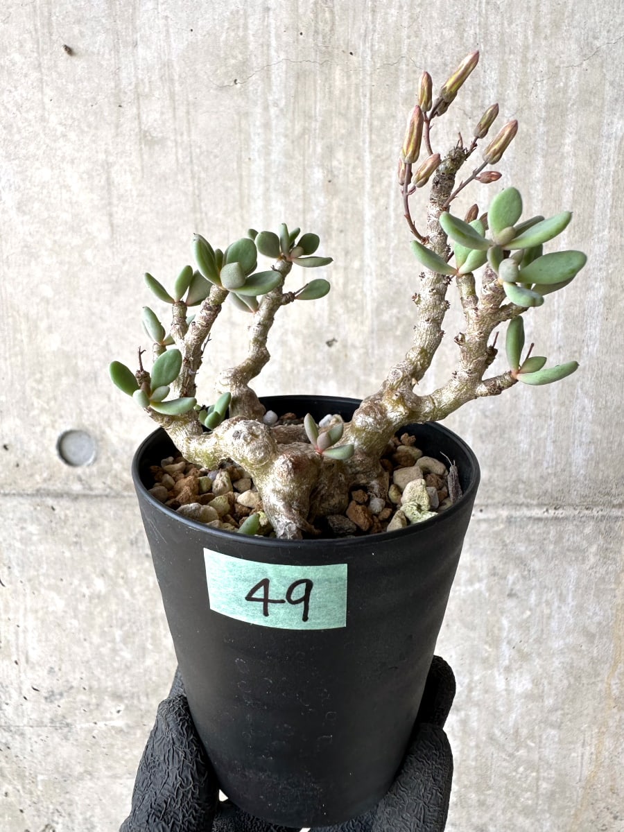 親株 チレコドン デシピエンス 実生 現品限り】チレコドン デシピエンス【L49】 Tylecodon decipiens 塊根