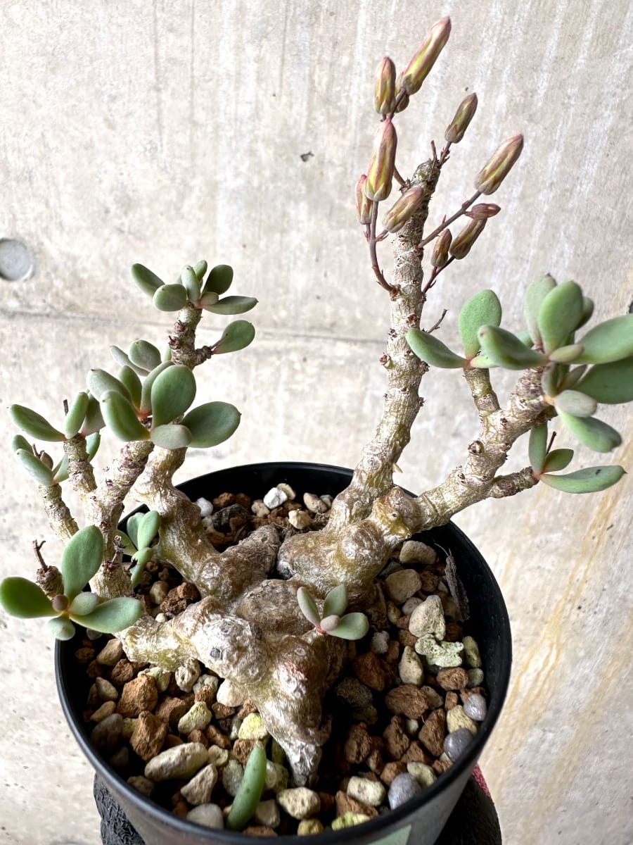 【現品限り】チレコドン デシピエンス【L49】 Tylecodon decipiens