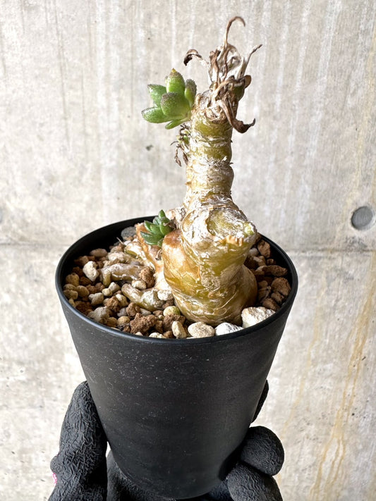 【現品限り】チレコドン・ラケモサス【L50】 Tylecodon racemosus