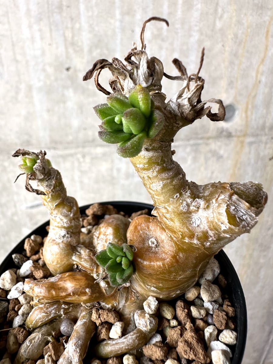【現品限り】チレコドン・ラケモサス【L50】 Tylecodon racemosus