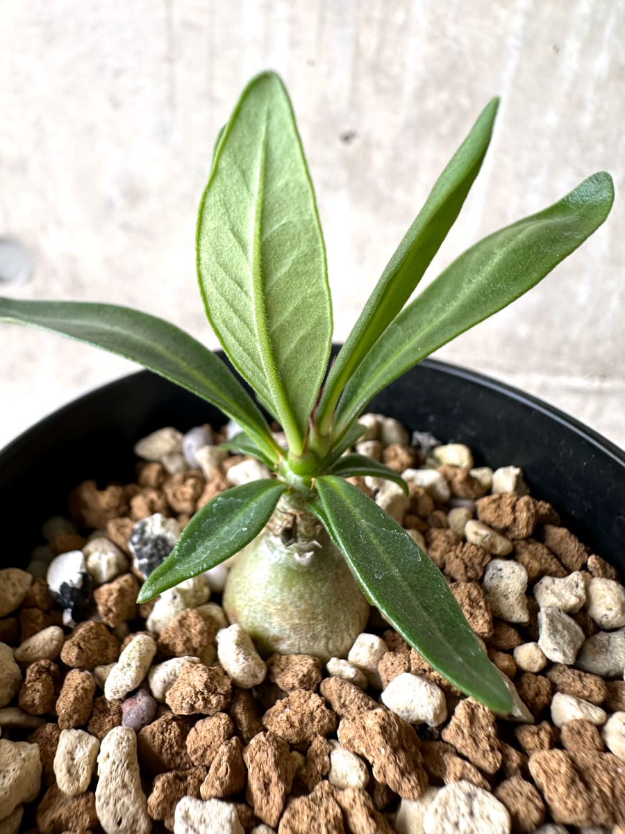 【現品限り】パキポディウム・ビスピノーサム【L53】 Pachypodium bispinosum