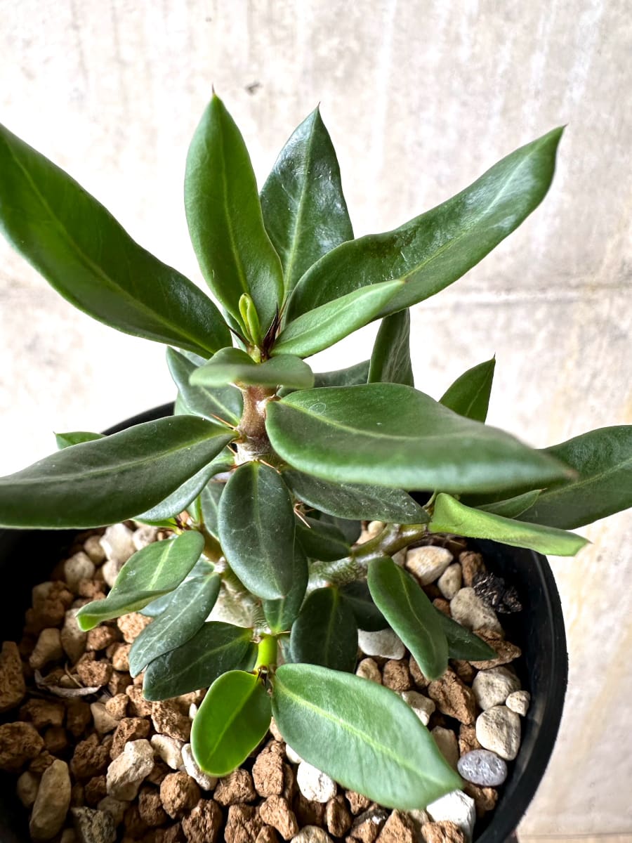 【現品限り】パキポディウム・ビスピノーサム【L54】 Pachypodium bispinosum