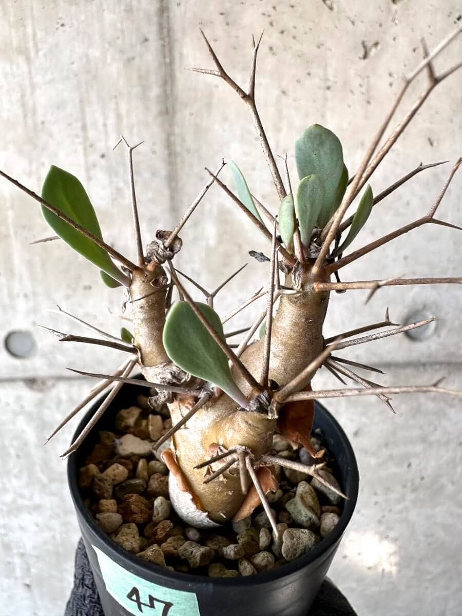 【現品限り】オトンナ・ユーフォルビオイデス【M47】 Othonna euphorbioides