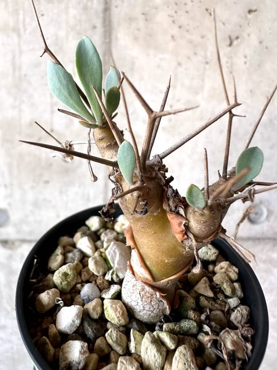 【現品限り】オトンナ・ユーフォルビオイデス【M48】 Othonna euphorbioides