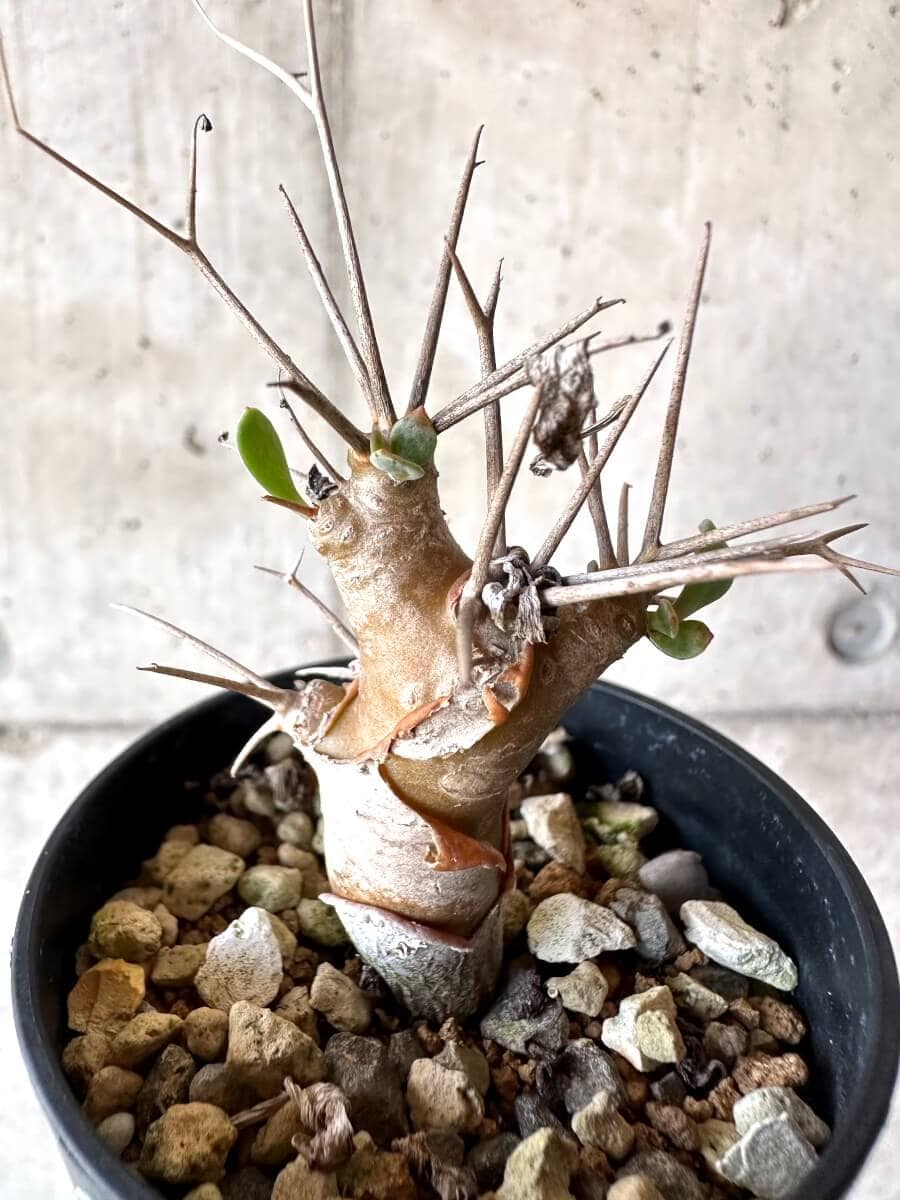 【現品限り】オトンナ・ユーフォルビオイデス【M49】 Othonna euphorbioides