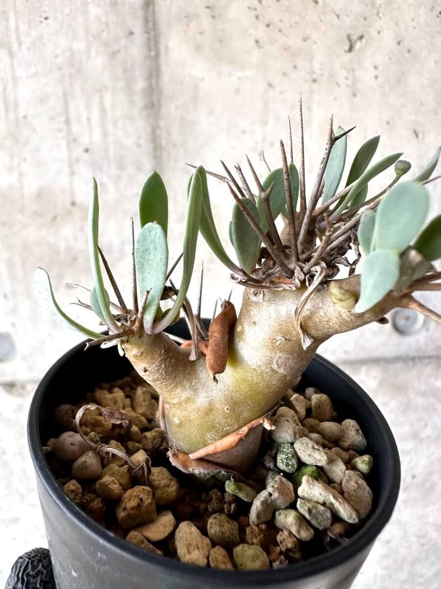 【現品限り】オトンナ・ユーフォルビオイデス【M50】 Othonna euphorbioides