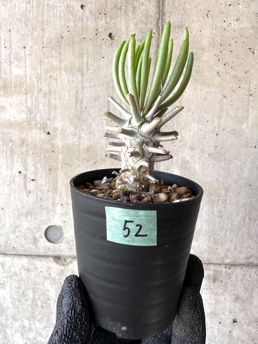 現品限り】チレコドン・ワリチー【M52】 Tylecodon wallichii 塊根植物