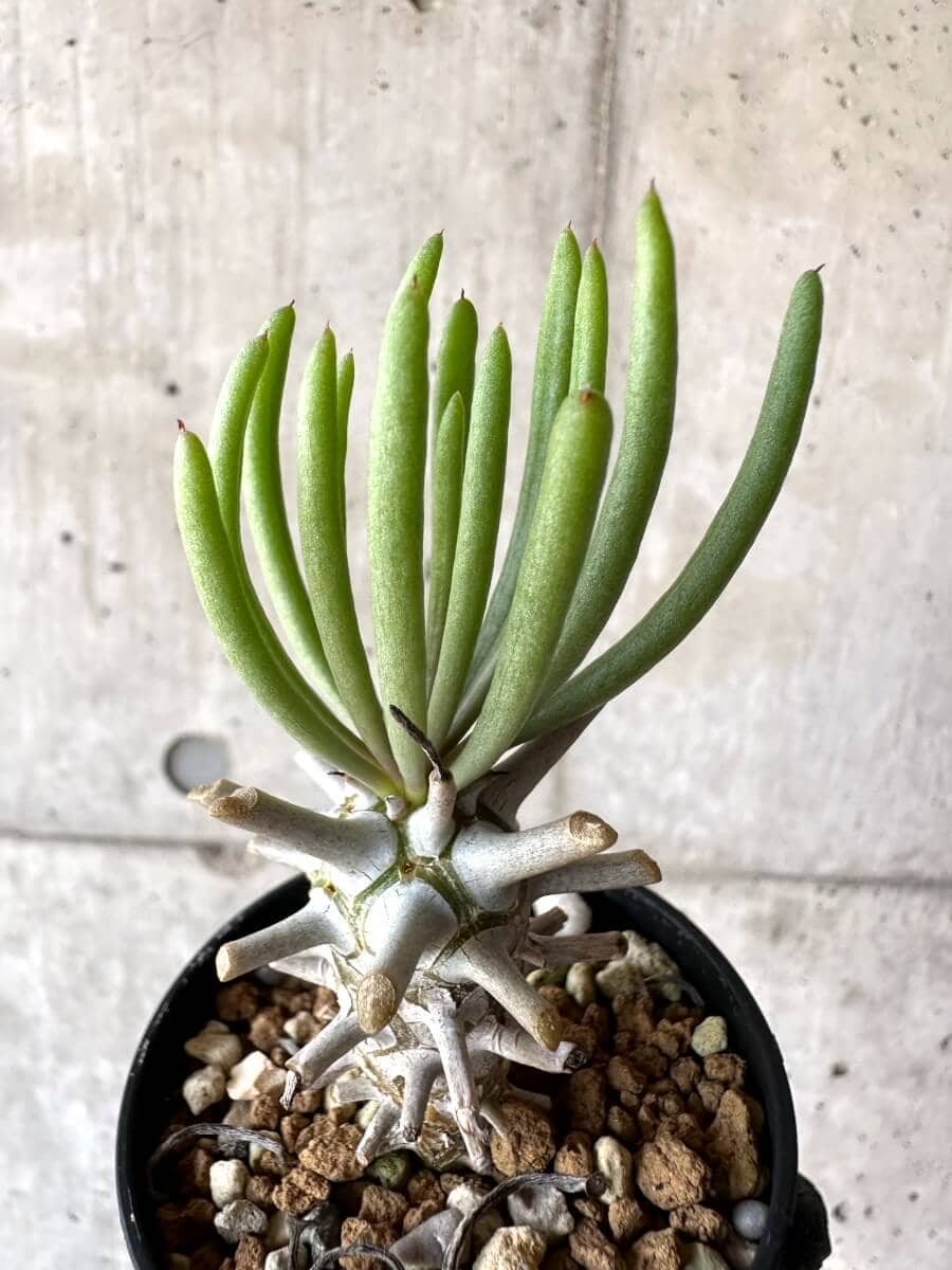 【現品限り】チレコドン・ワリチー【M52】 Tylecodon wallichii