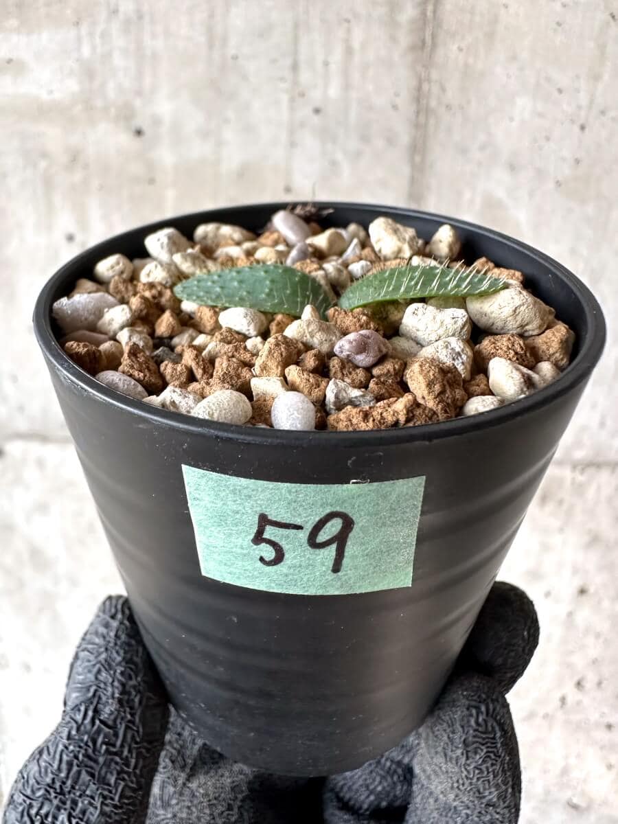 現品限り】ブルンスヴィギア・ナマクアナ【M59】 Brunsvigia namaquana