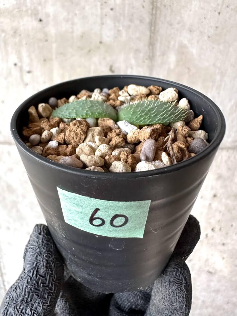 現品限り】ブルンスヴィギア・ナマクアナ【M60】 Brunsvigia namaquana