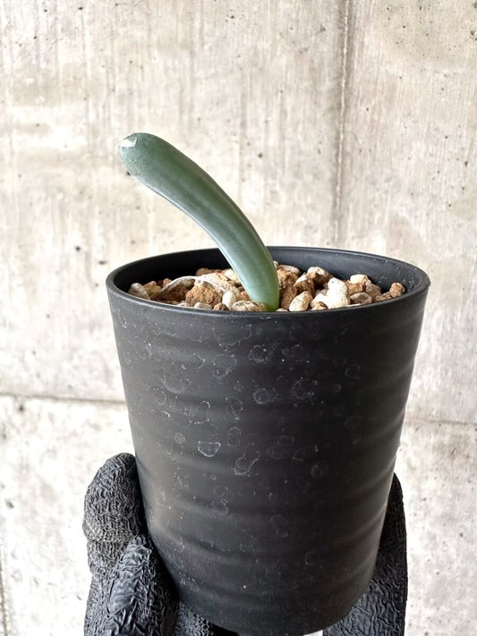 【現品限り】オーニソガラム・ユニフォリアツム【M73】 Ornithogalum unifoliatum