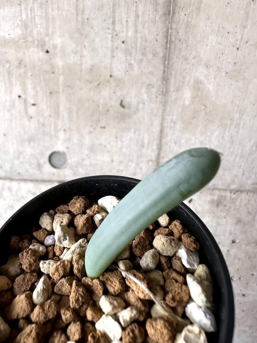 【現品限り】オーニソガラム・ユニフォリアツム【M73】 Ornithogalum unifoliatum