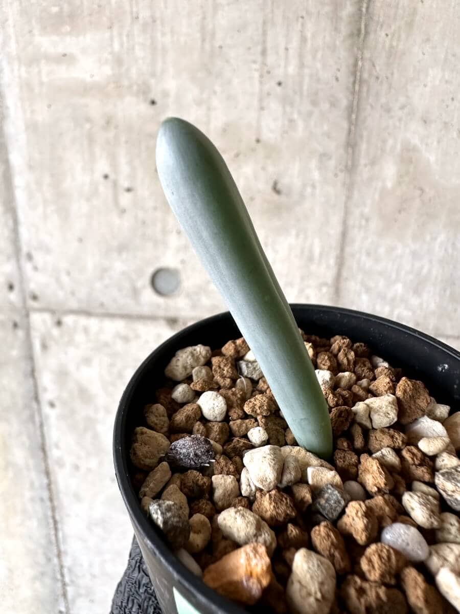 【現品限り】オーニソガラム・ユニフォリアツム【M74】 Ornithogalum unifoliatum